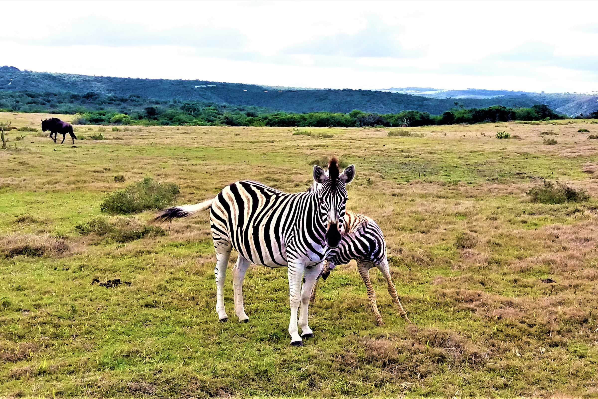 kariega game reserve.webp